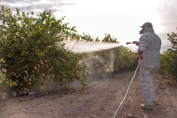 Best Best Pest Control Companies  in Eloy, AZ