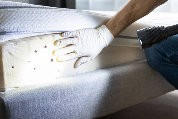 Reliable Eloy, AZ Pest Control Solutions